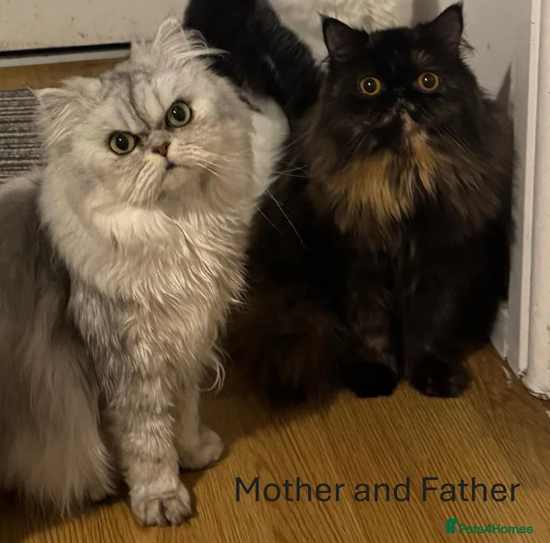 Persian cats for sale: 6 Stunning Persian Kittens - Advert 2