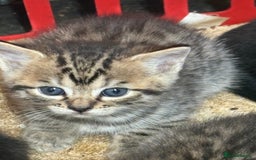 Mixed Breed cats for sale: Bombay x Bengal kittens  - Image 5