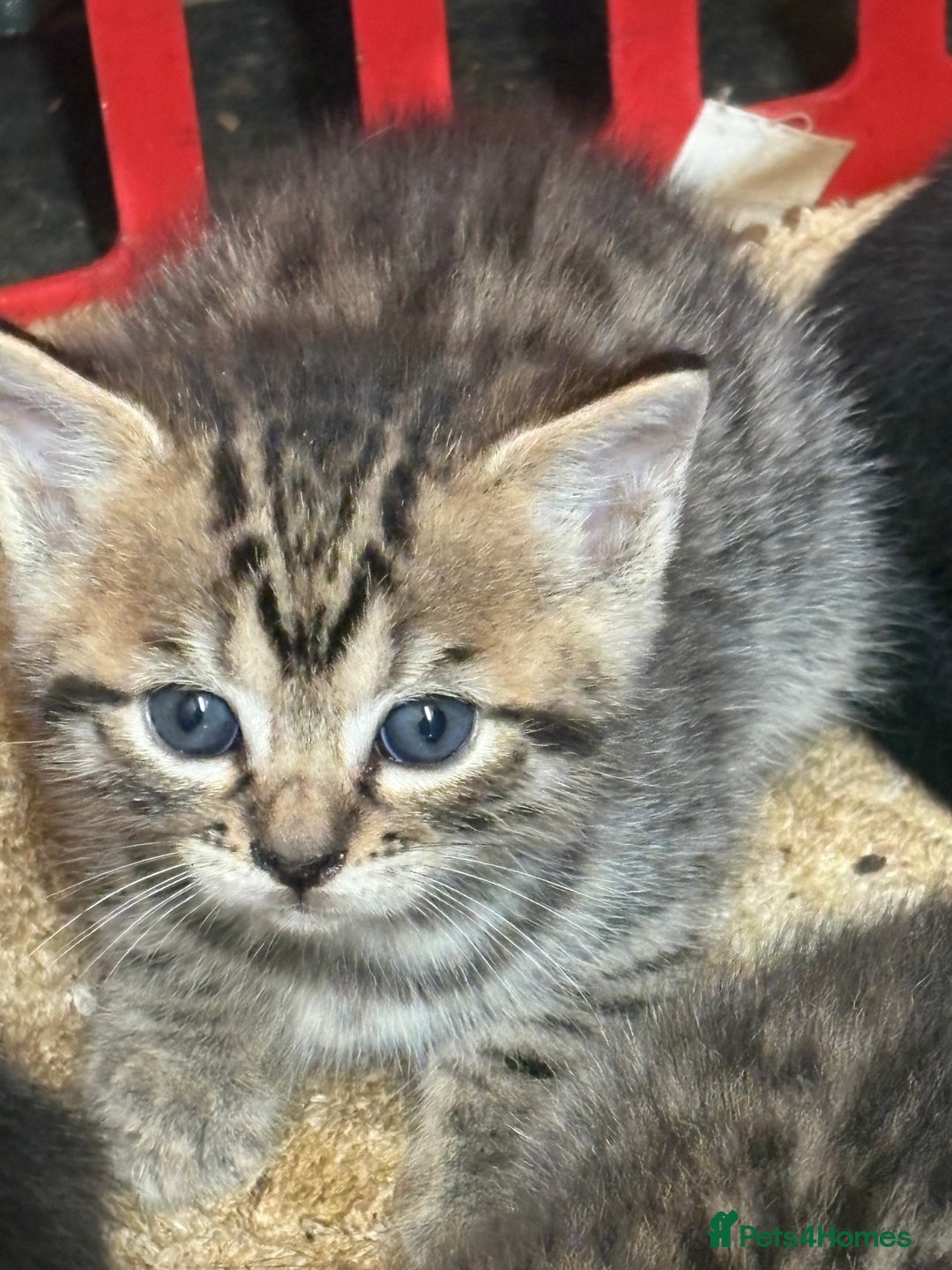 Mixed Breed cats for sale: Bombay x Bengal kittens  - Image 5