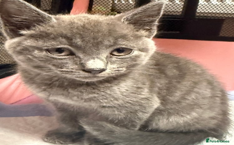 British Shorthair cats - Advert 2