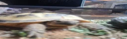 Tortoise reptiles for sale: Horsefield tortoise in Peterlee - Advert 3