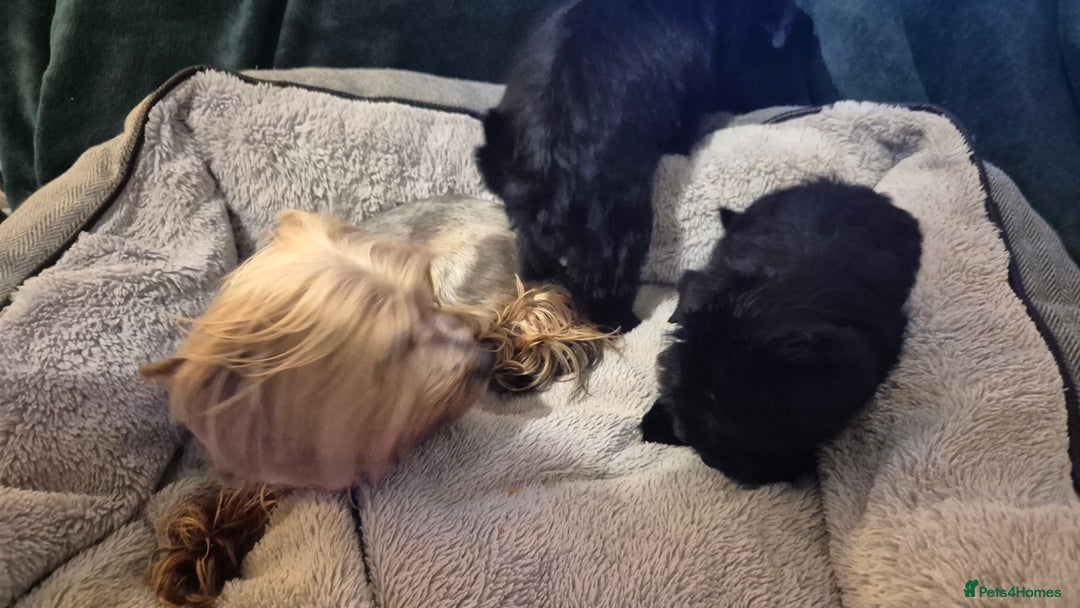 Mixed Breed dogs for sale: Tiny Black Biewer yorkie Available  - Advert 4