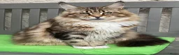Maine Coon cats for sale: Ex Maine coon queen - Advert 4