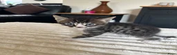 Bengal cats for sale: Bengal cross kittens in Frodsham - Advert 15