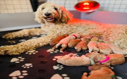 Double Doodle dogs for sale: Australian Goldendoodle puppies - Image 14