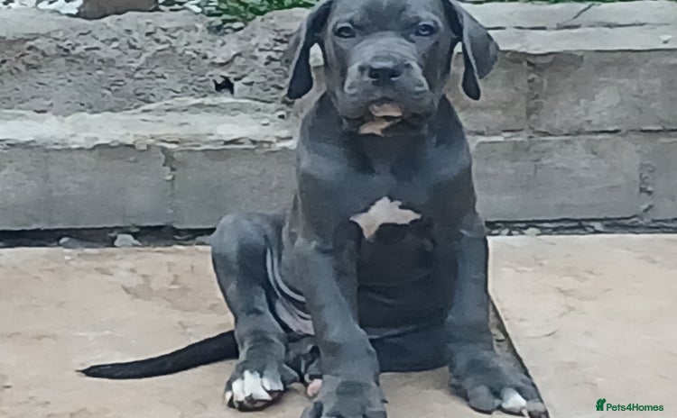 Cane Corso dogs - Advert 1