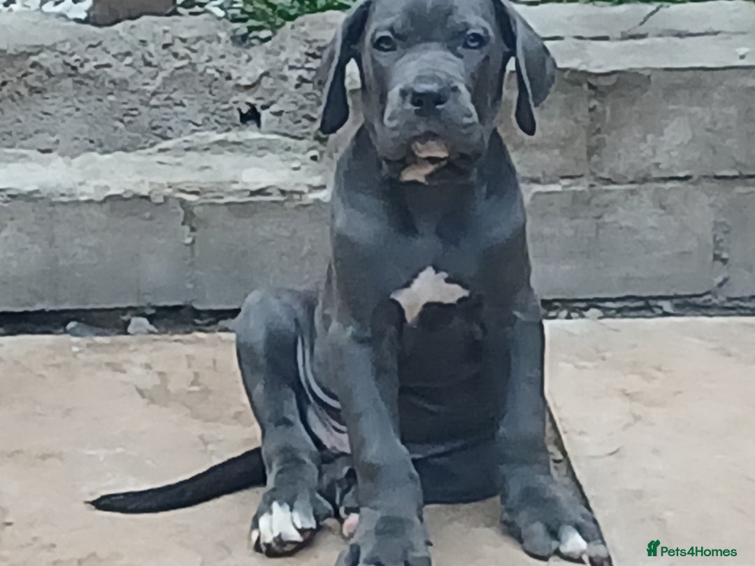 Cane Corso dogs for sale: 1 boy 2 girls remaining  - Image 1