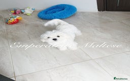 Maltese dogs for sale: KC Reg Korean type- Maltese Puppies by Emperatrice - Image 7