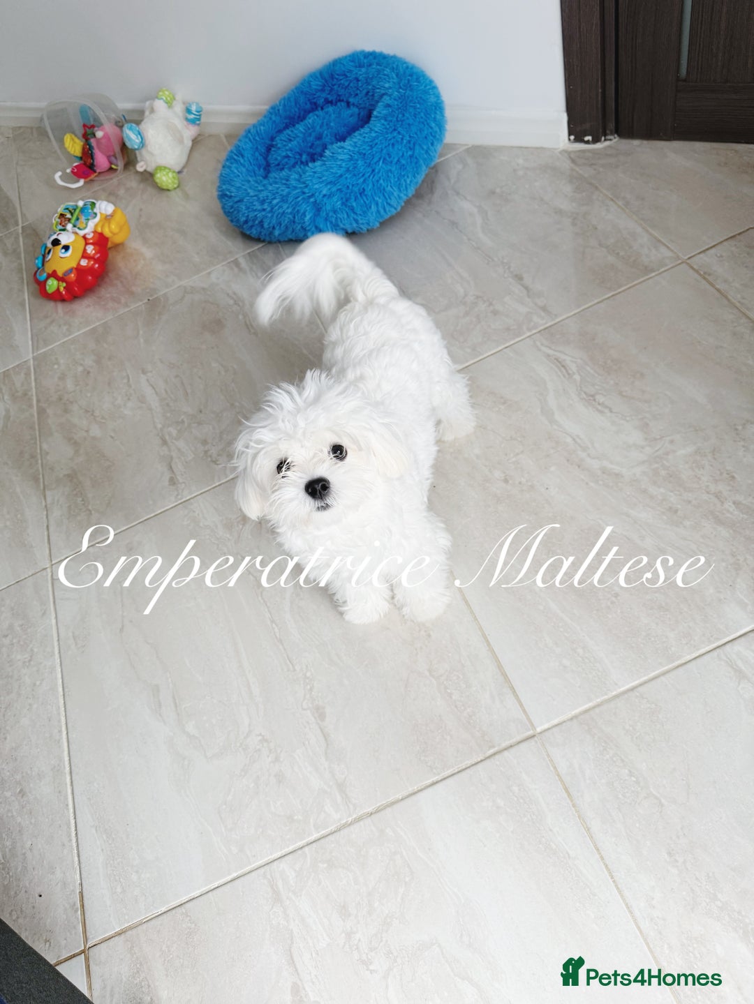 Maltese dogs for sale: KC Reg Korean type- Maltese Puppies by Emperatrice - Image 7