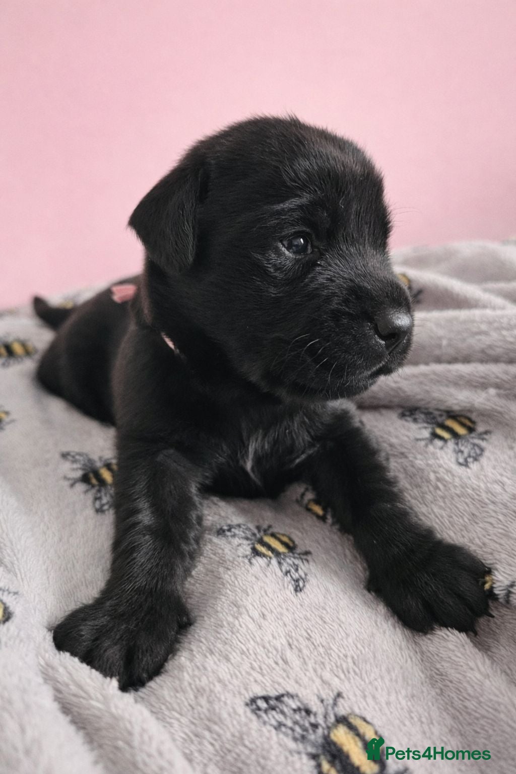 Labrador Retriever dogs Black Labrador retriever puppies KC registered  - Advert 1