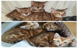 Bengal cats for sale: Quality TICA reg Bengal leopard cubs.  - Image 1