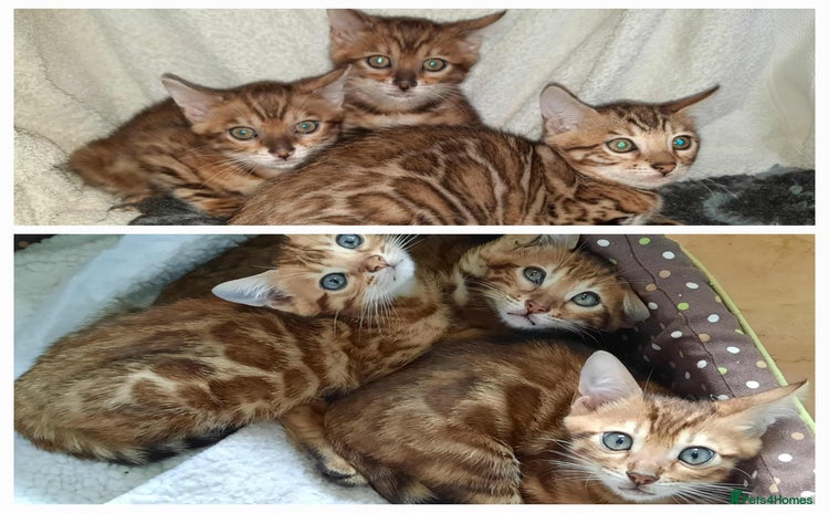 Bengal cats - Advert 6