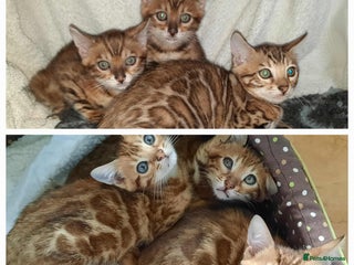 Bengal cats - Advert 2