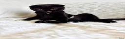 Scottish Fold cats for sale: Beautiful Scottish kitties are looking for a home  - Advert 9