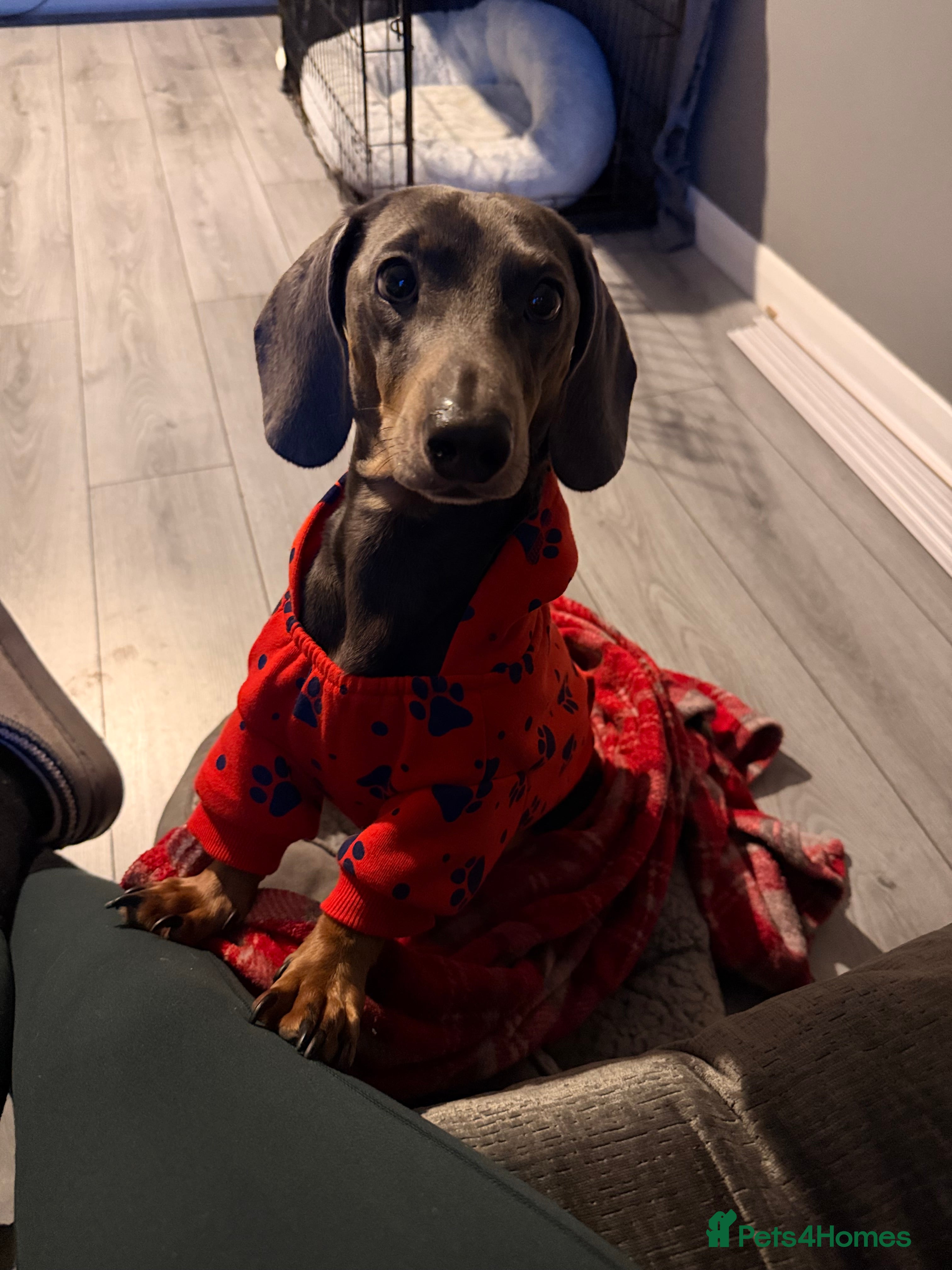 Dachshund dogs Dachshund looking for his forever home  in Bristol - Advert 2