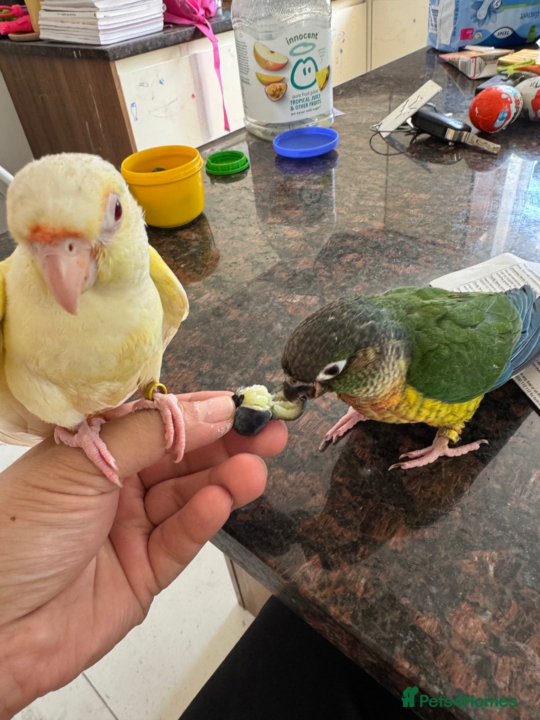 Conures birds for sale: Hand Reared Tame baby conures  - Image 11