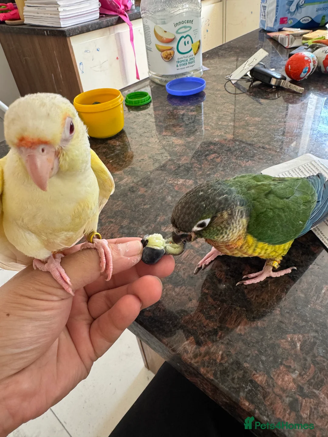 Conures birds for sale: Hand Reared Tame baby conures  - Advert 11