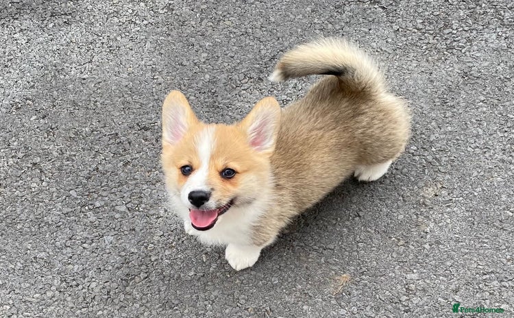 Welsh Corgi Pembroke dogs - Advert 1