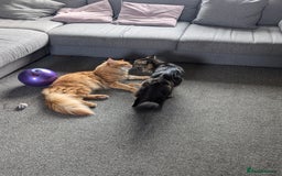 Maine Coon cats for sale: 3 gorgeous healthy full breed Maine coon kittens - Image 16