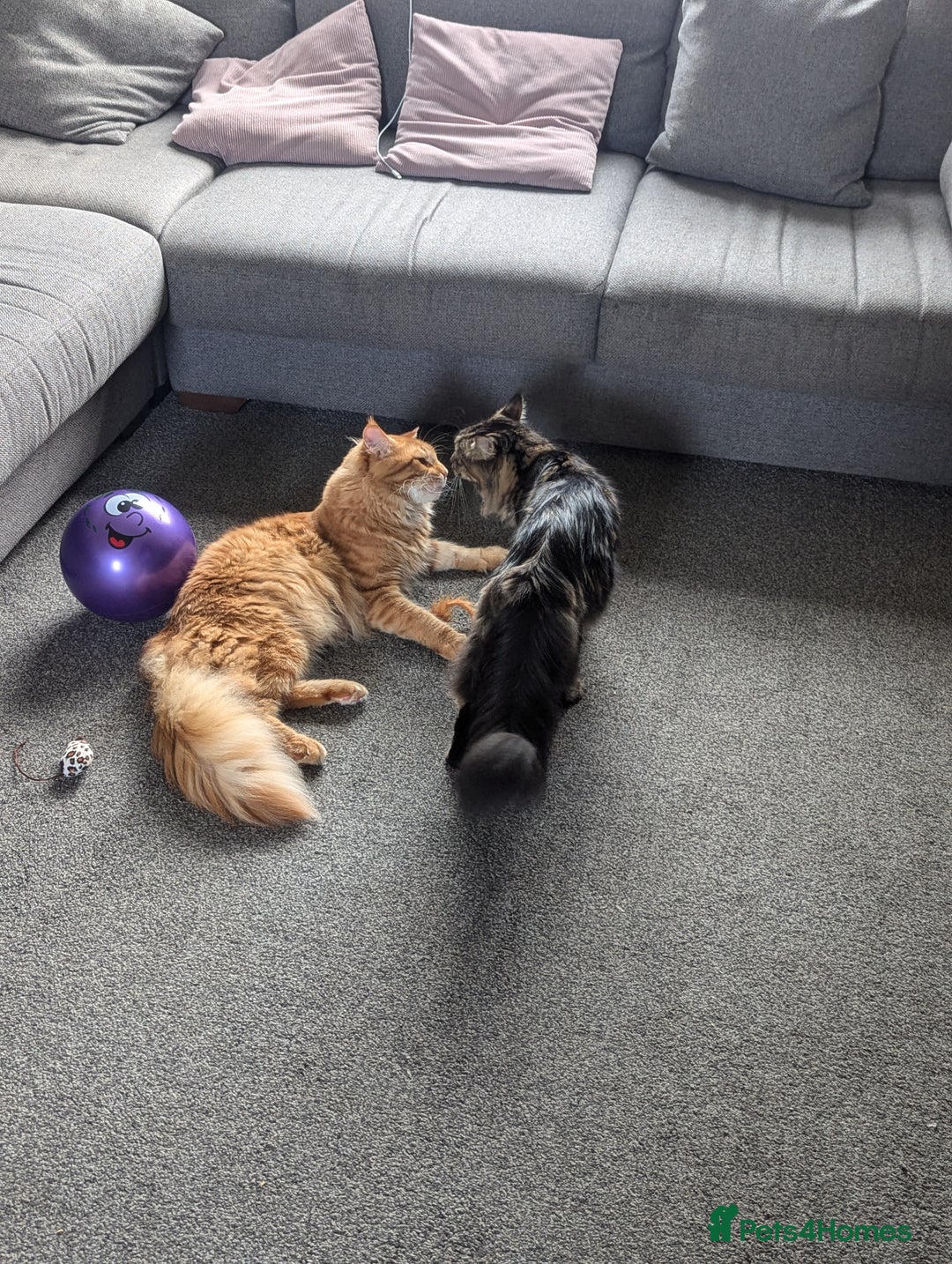 Maine Coon cats for sale: 3 gorgeous healthy full breed Maine coon kittens - Image 16