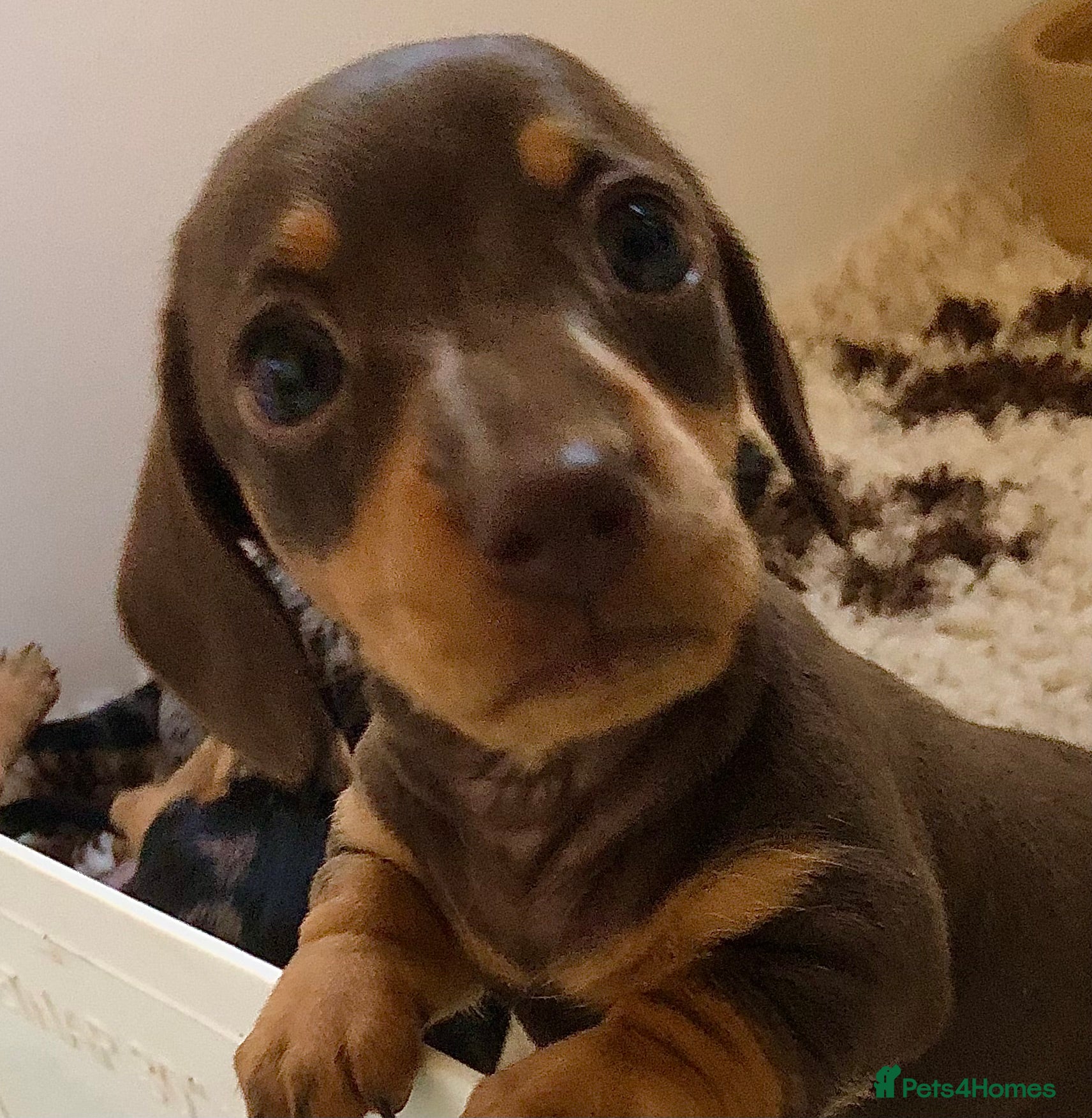 Miniature Dachshund dogs Choc dapple and Choc & tan. Kc reg. PRA Clear - Advert 2