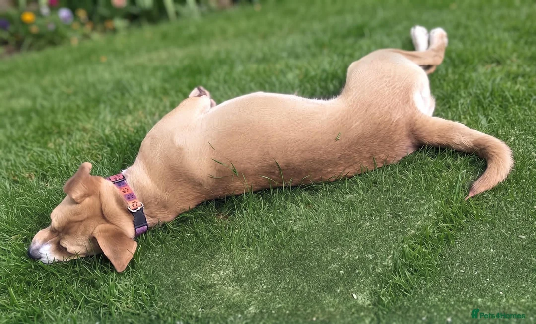 Mixed Breed dogs for sale: Jacky is a Sweet, Playful, and Clever Puppy - Advert 2