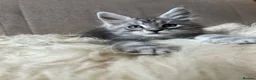 Maine Coon cats for sale: ⭐️Beautiful Maine Coon Kittens⭐️ - Advert 13