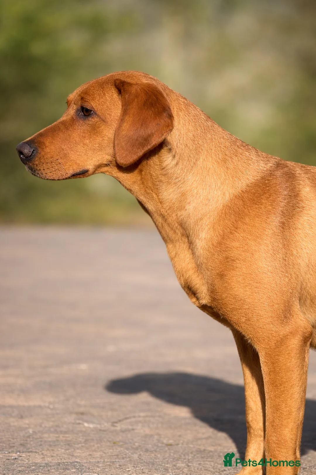 Labrador Retriever dogs for sale: Stunning 5 month old Female Labrador puppy KC reg  - Advert 2