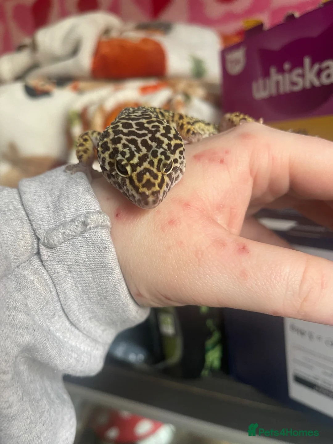 Gecko reptiles for sale: Leopard gecko  - Advert 3