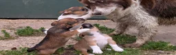 Jack Russell dogs for sale: Jack Russell Puppies - Advert 23