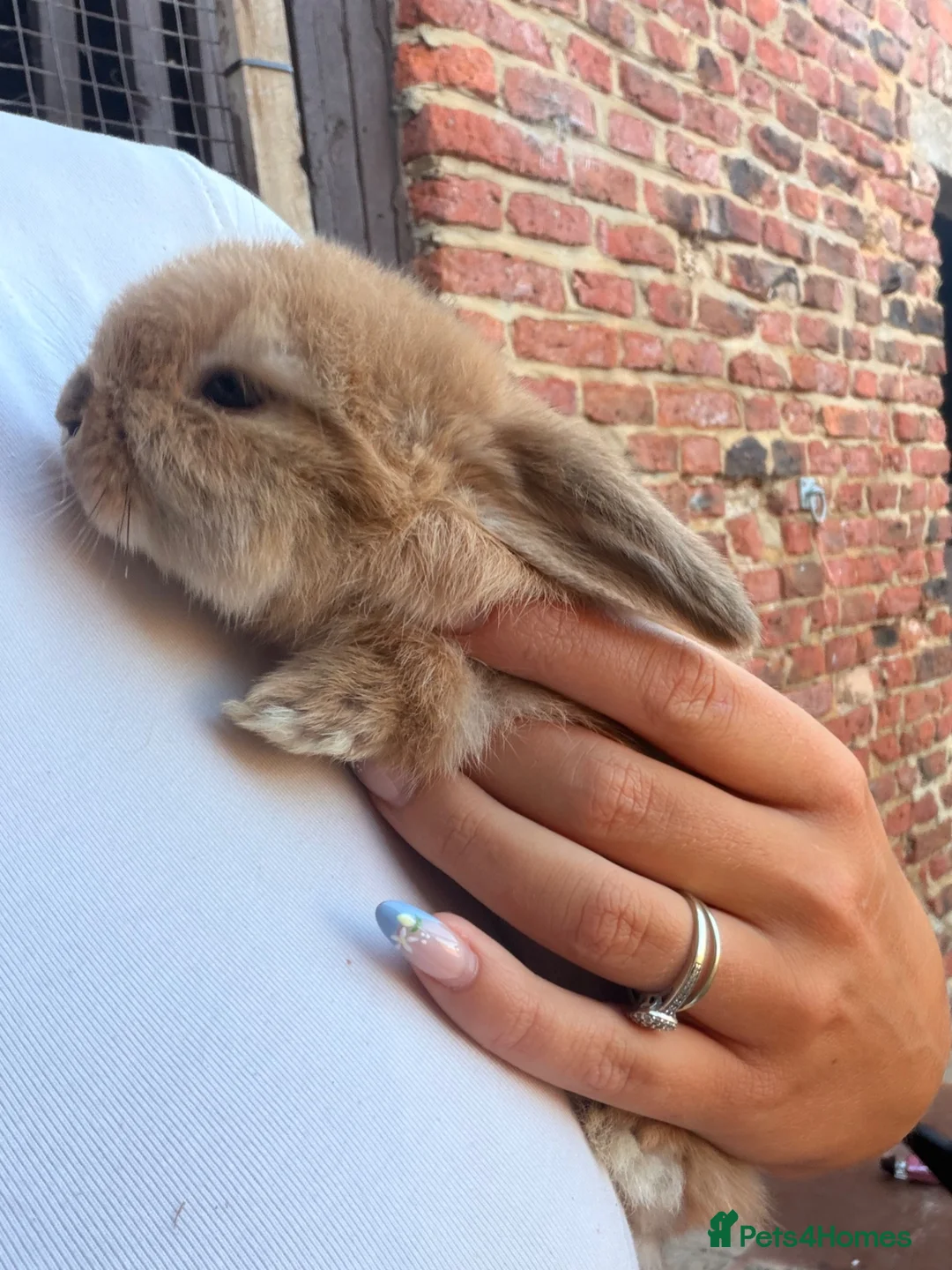 Mini Lop rabbits for sale: Mini lop babies for sale - Advert 2