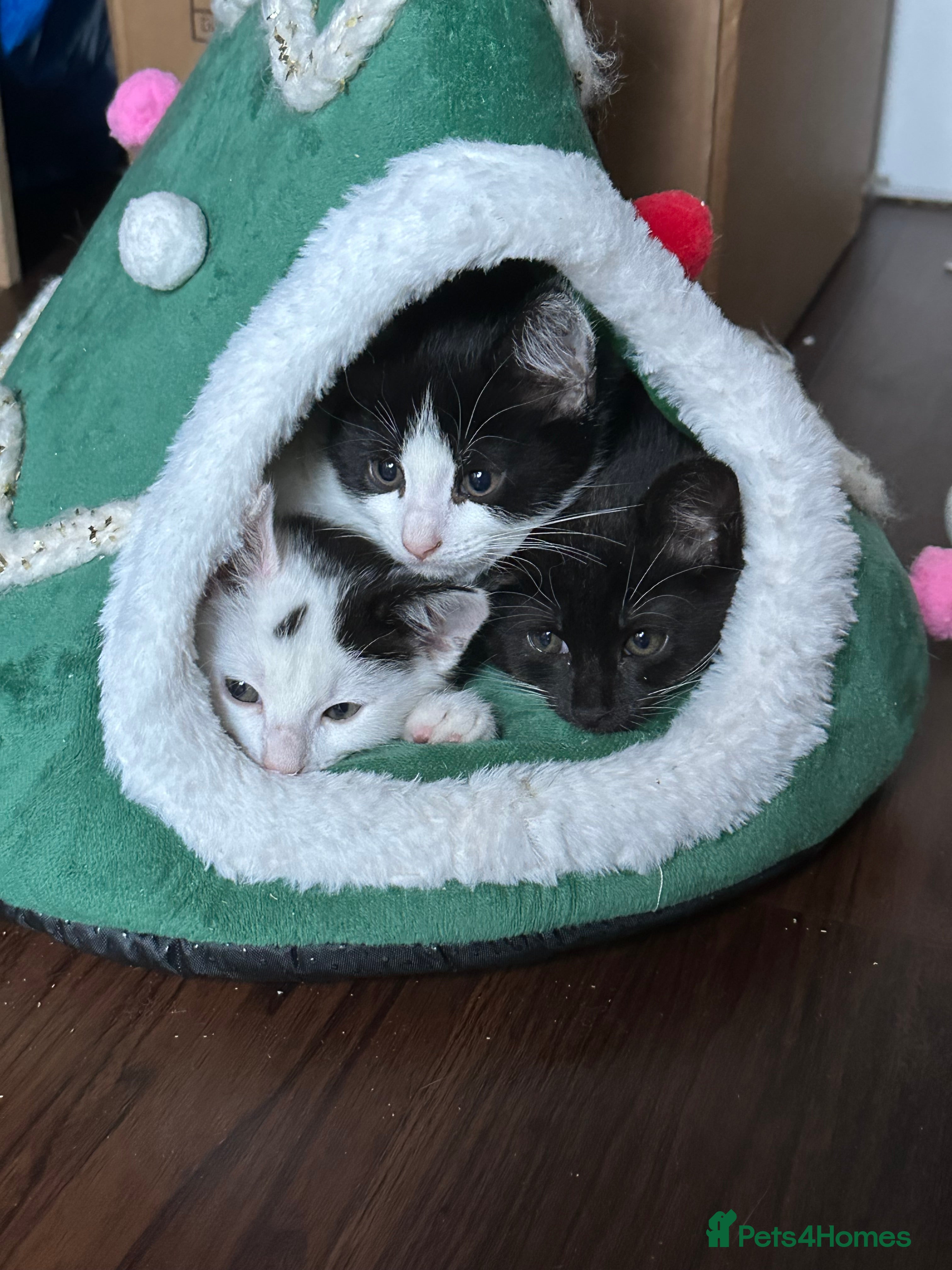 Domestic Shorthair cats 3 Kittens available  - Advert 2