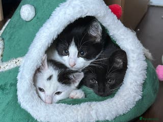 Domestic Shorthair cats 3 Kittens available - Advert 2