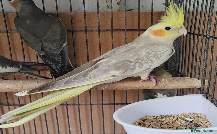 Cockatiels birds - Advert 3
