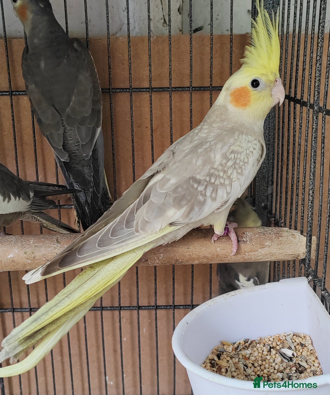 Cockatiels birds for sale: Beautiful Aviary bred baby Cockatiels  - Image 1