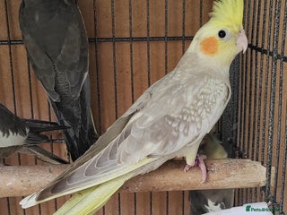 Cockatiels birds - Advert 29