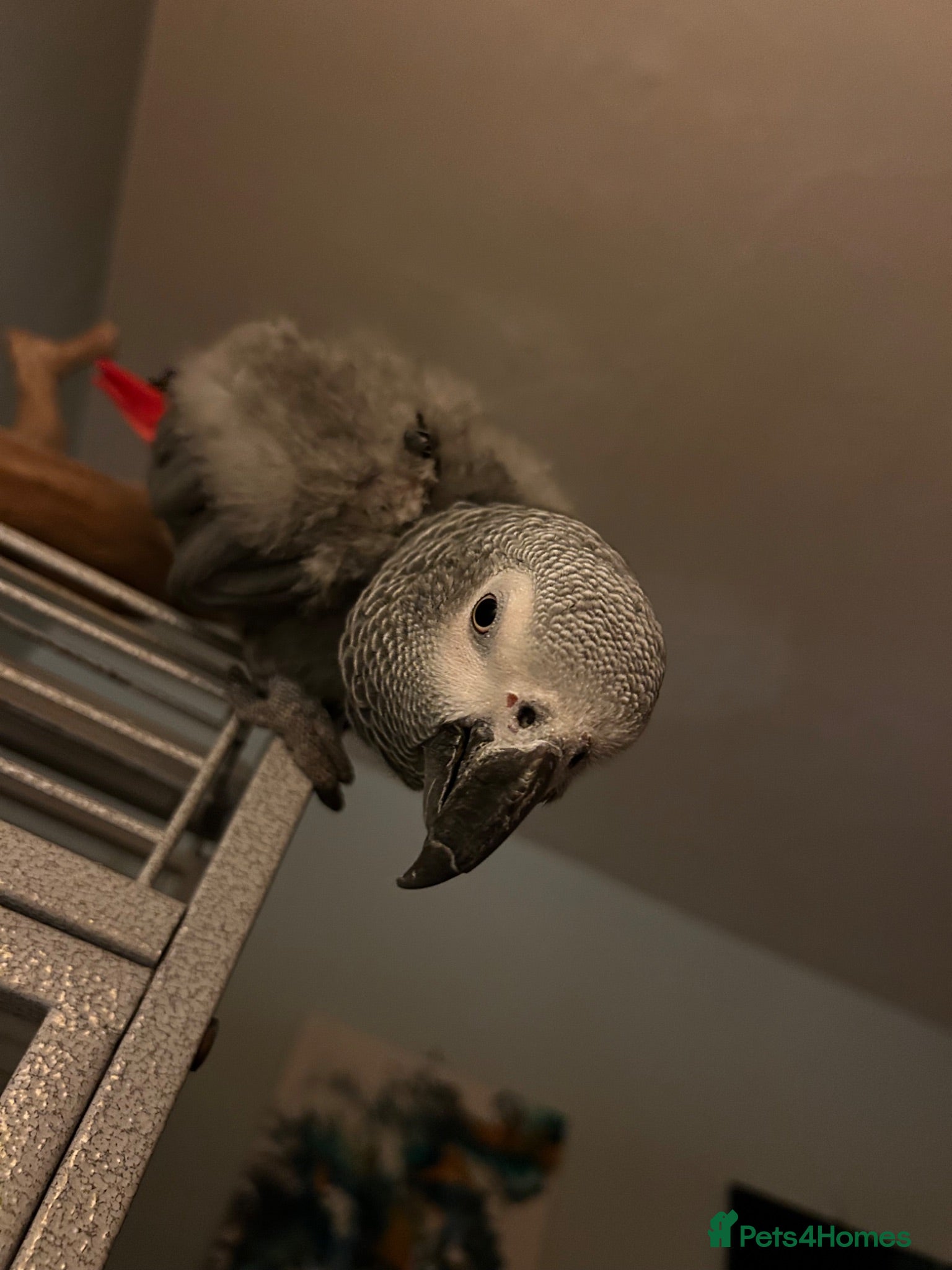 Parrots birds Rehoming my Fathers African Grey - Advert 8