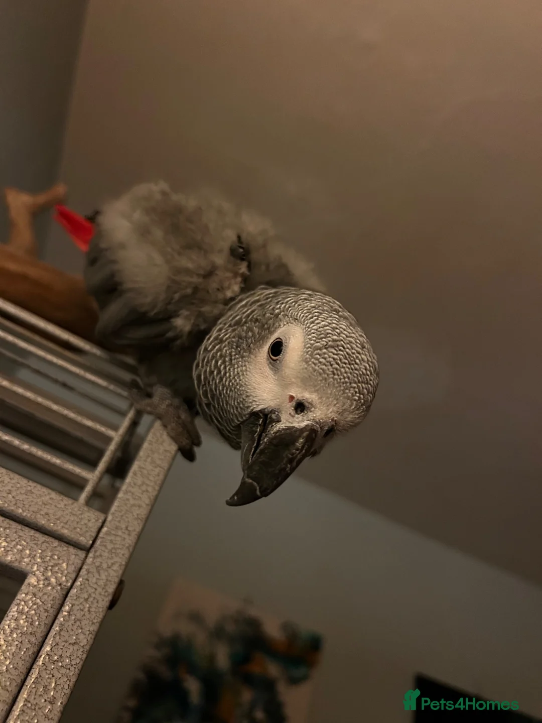 Parrots birds for sale: Rehoming my Fathers African Grey in Worcester - Advert 1