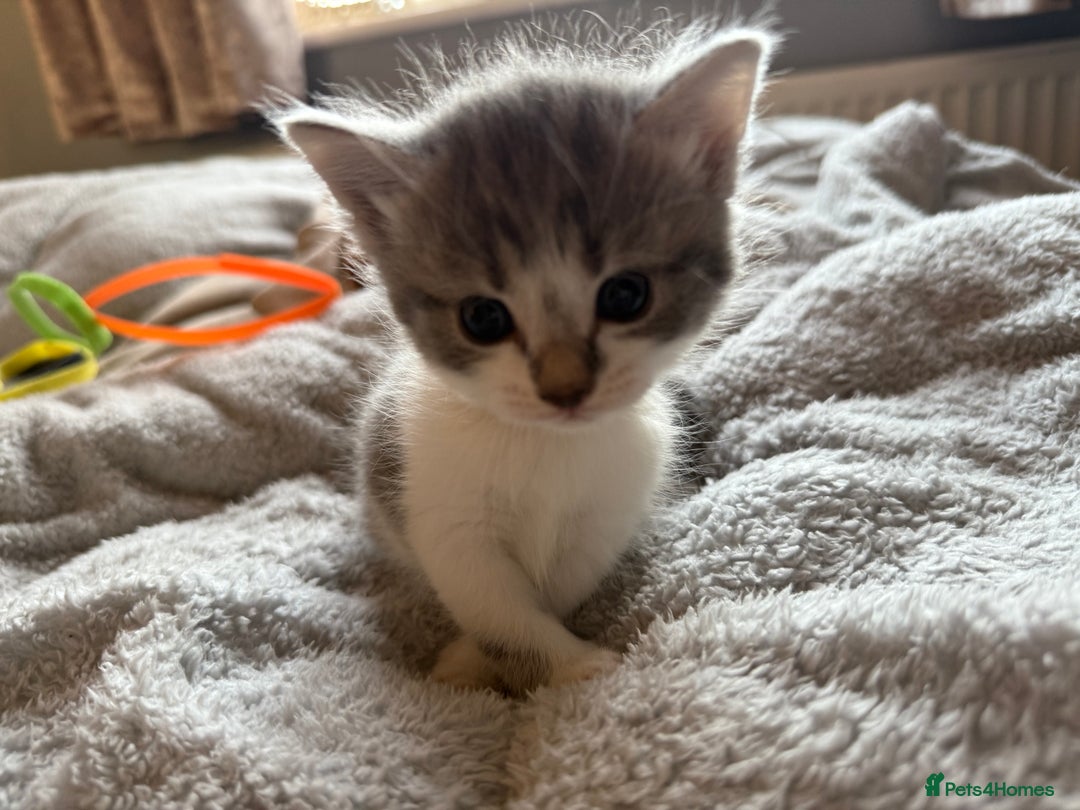 Maine Coon cats for sale: 4 gorgeous girl cats  - Image 2