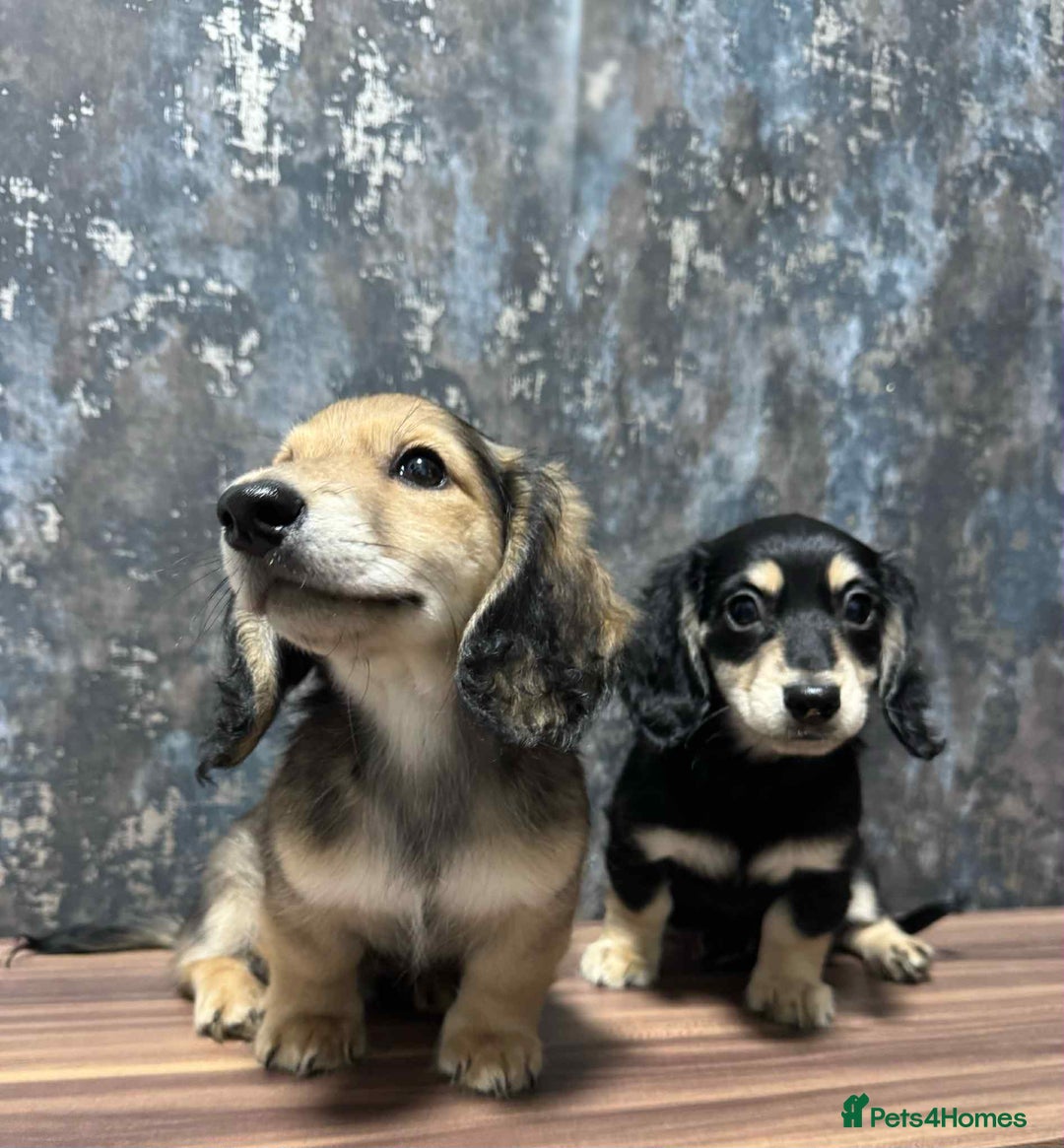 Dachshund dogs for sale: Miniature dachshund puppies  - Image 2