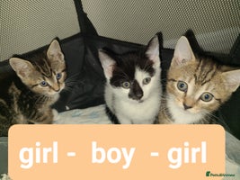 Mixed Breed cats Beautiful kittens ready now - Advert 10
