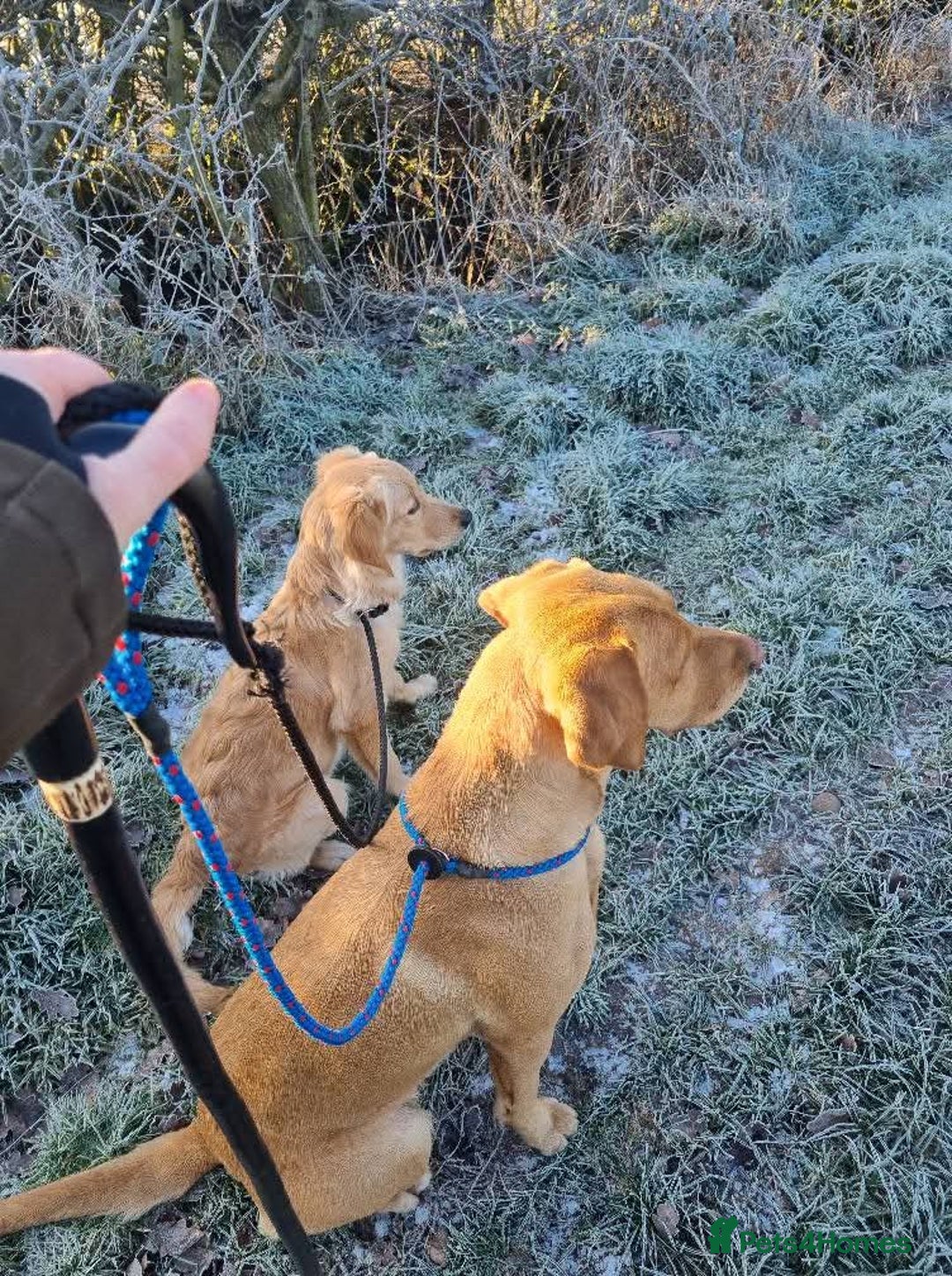 Golden Retriever dogs for sale: Stunning KC, working Golden retriever pups - Advert 6