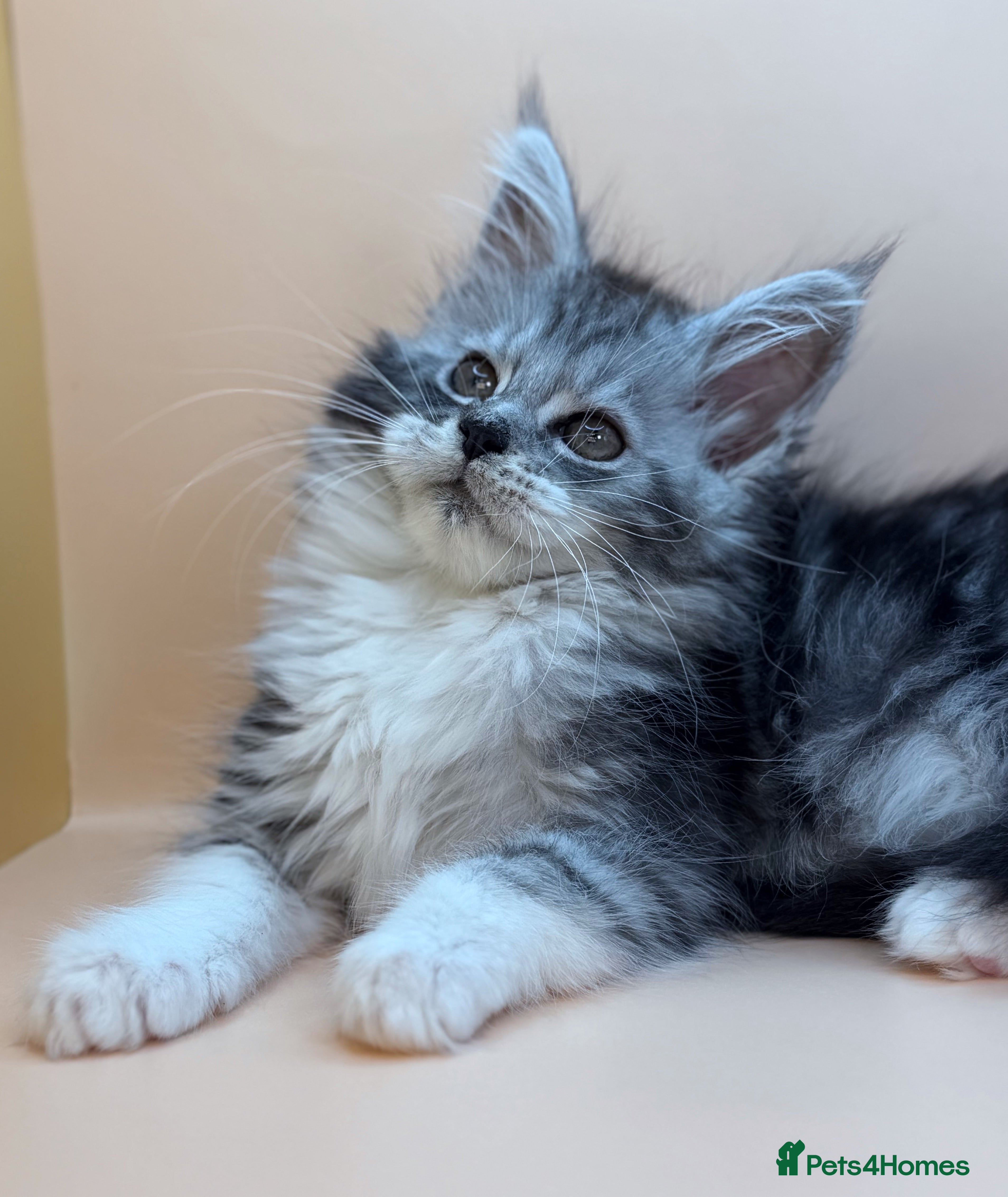 Maine Coon cats Maine Coons with Tests, Papers, Vet Checks & Vacc. - Advert 8