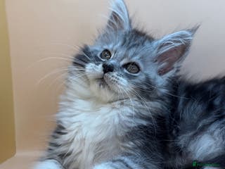 Maine Coon cats Maine Coons with Tests, Papers, Vet Checks & Vacc. - Advert 8