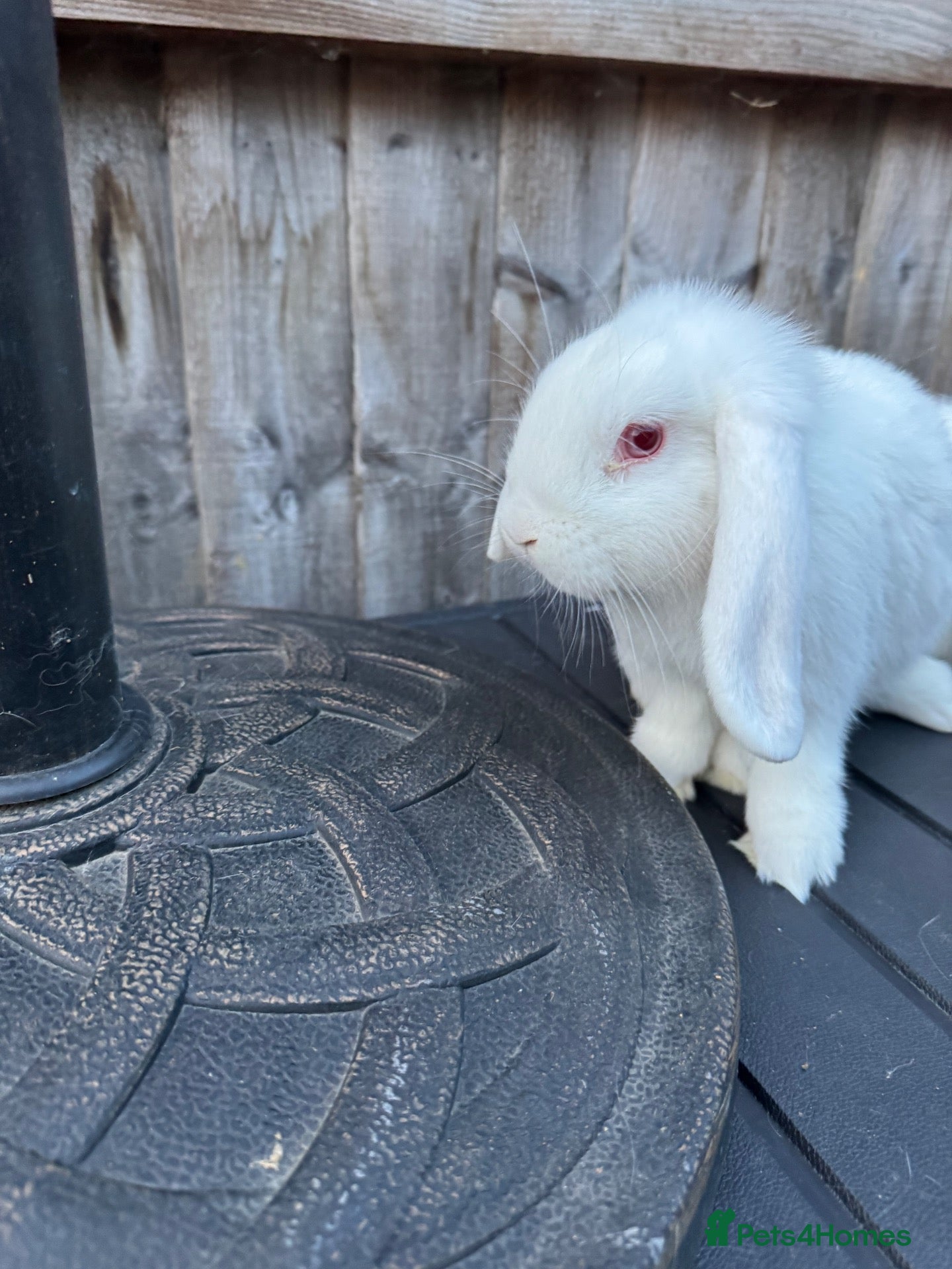 Mini Lop rabbits Mini Lops - Advert 2