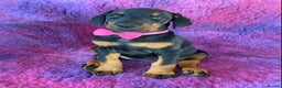 Dobermann dogs for sale: KC REG HEALTH TESTED EUROPEAN DOBERMAN : REDUCED! - Advert 2