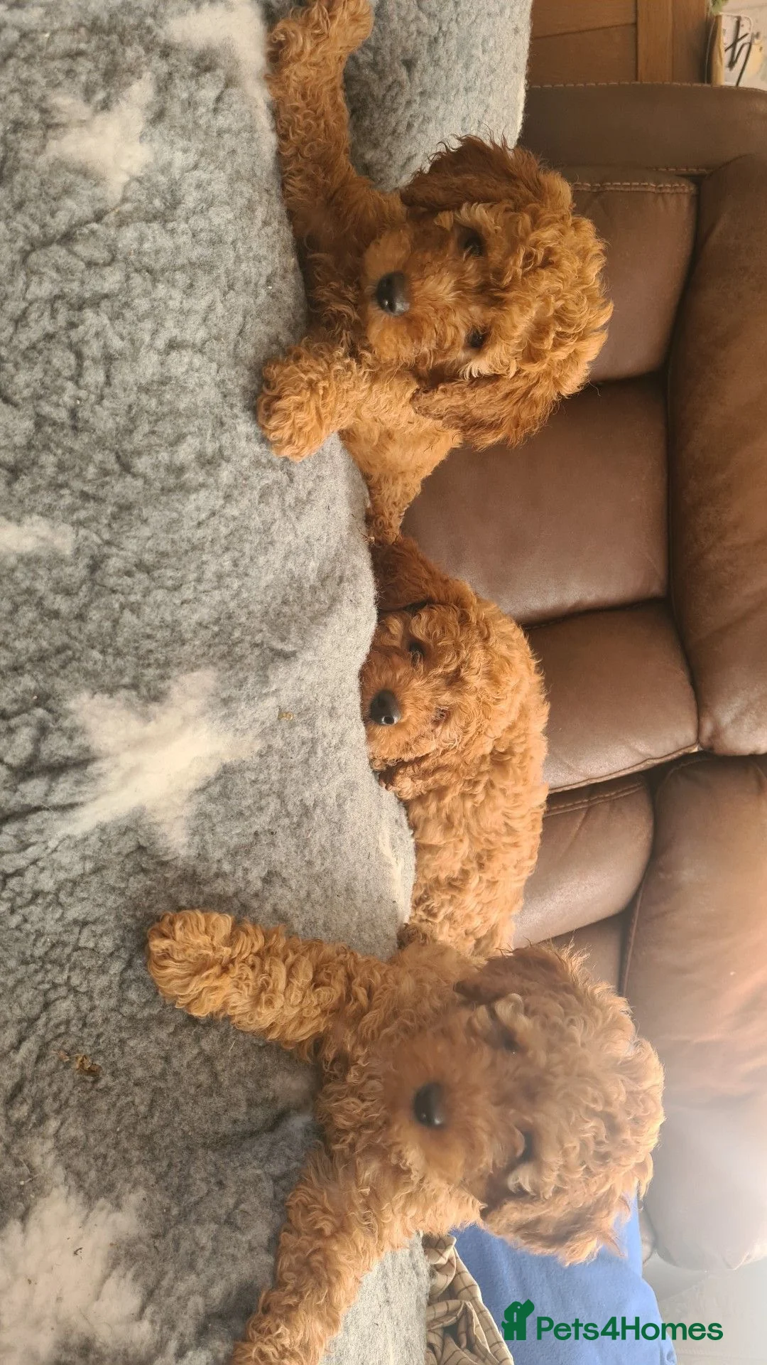 Miniature Poodle dogs for sale: KC registered miniature poodles puppies in Corwen - Advert 1