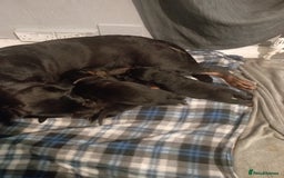 Rottweiler dogs for sale: Beautiful gorgeous rottweiler puppy  - Image 2
