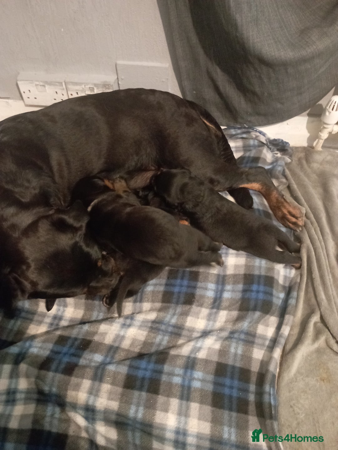 Rottweiler dogs for sale: Beautiful gorgeous rottweiler puppy  - Image 2
