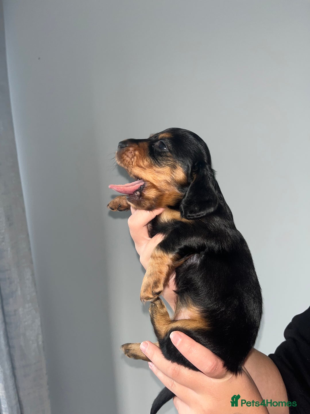 Miniature Dachshund dogs for sale: 🌟 KC registered longhair miniature dachshunds  - Image 4